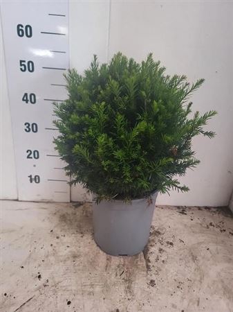 arr8 Taxus M Groenland