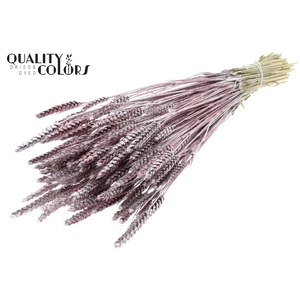 Triticum per bunch Champagne + Glitter