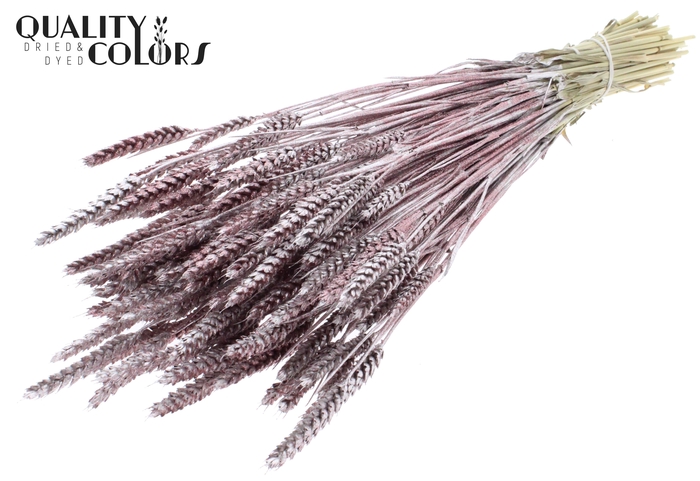 <h4>Triticum per bunch Champagne + Glitter</h4>