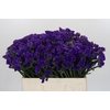 Limonium sinuatum Navy Sun Birds
