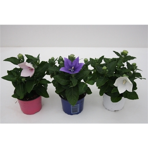 Platycodon Grandiflorus mix etage