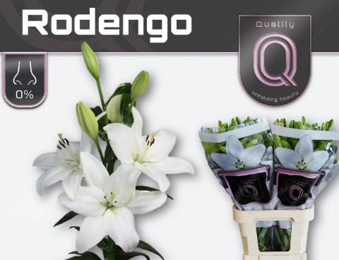 <h4>LI LA RODENGO  5+</h4>