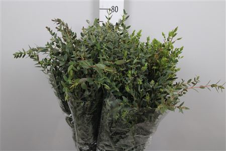 Euca Parvifolia A1