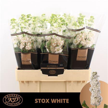 <h4>Matth Stox White</h4>