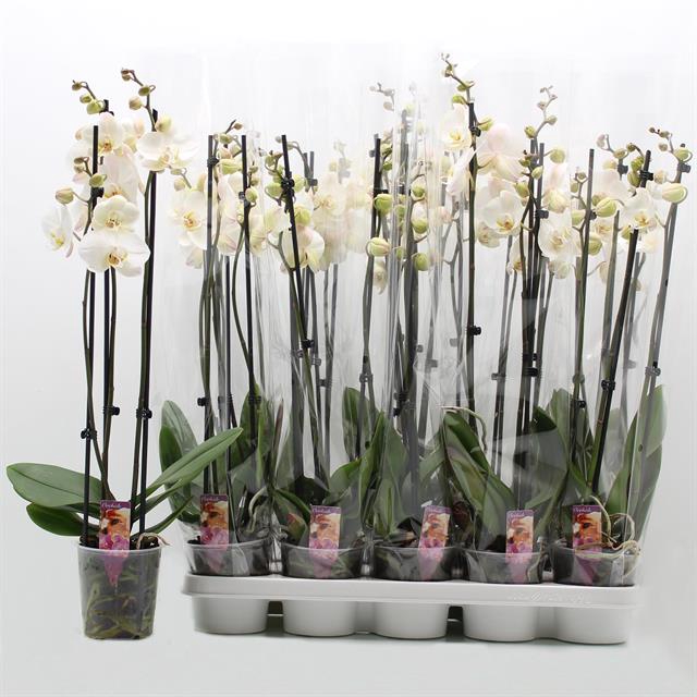 PHAL OV WIT