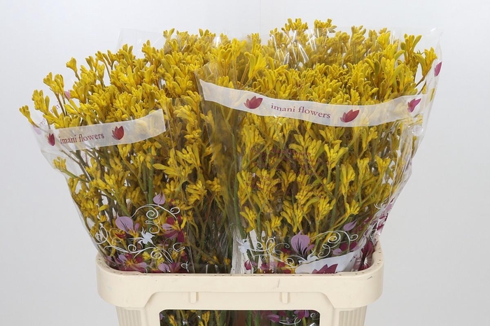 <h4>Anigozanthos Imani Yellow</h4>