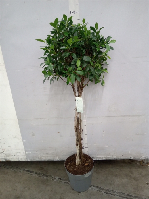 <h4>Ficus   ...</h4>