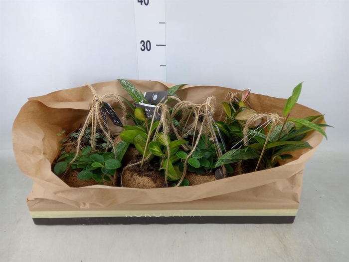 <h4>Hanging plant ...</h4>