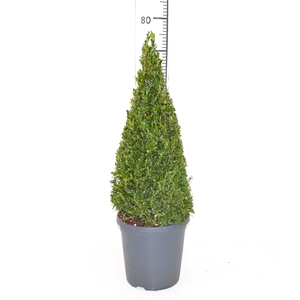 Buxus sempervirens 55-60cm Piramide