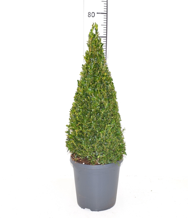 <h4>Buxus sempervirens 55-60cm Piramide</h4>