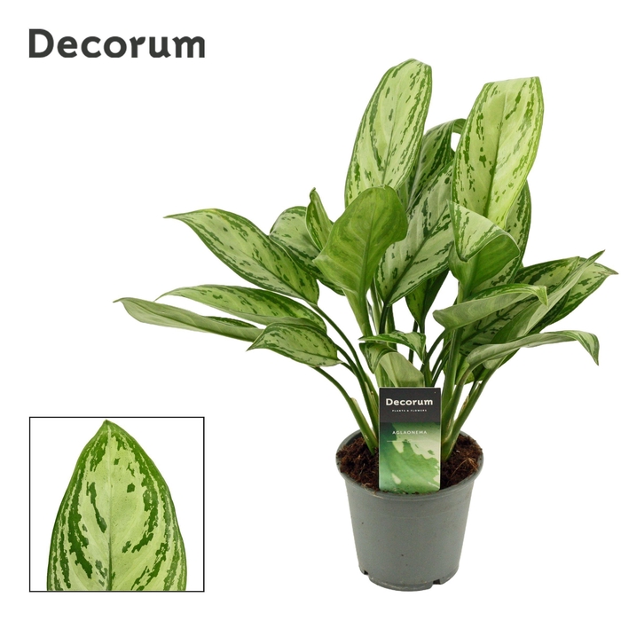 <h4>Aglaonema Maria Christina 12 cm (Decorum)</h4>