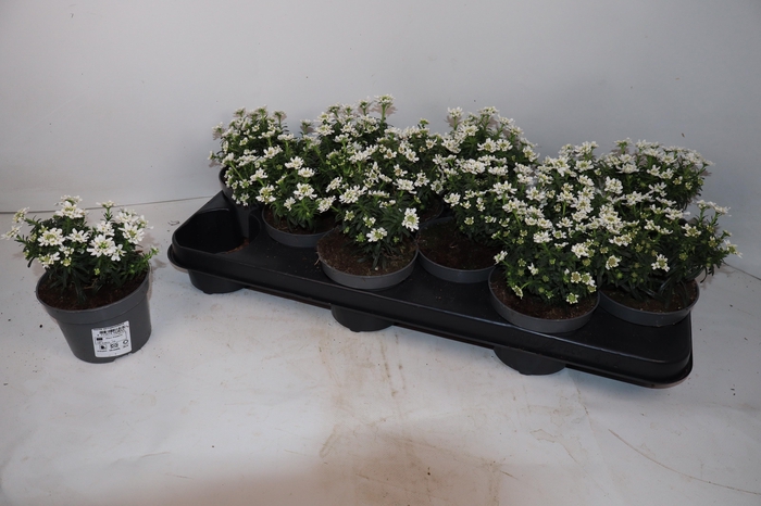 <h4>IBER SEMPERVIRENS</h4>