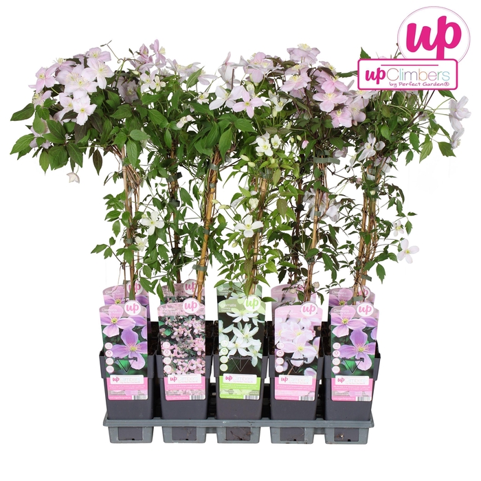 <h4>Clematis montana mix tray P15</h4>