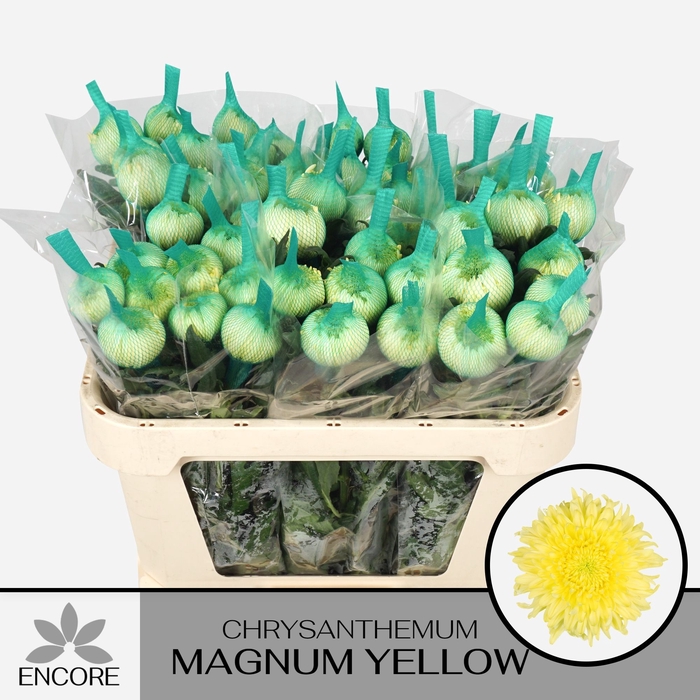 <h4>CHR G MAGNUM YELLOW</h4>