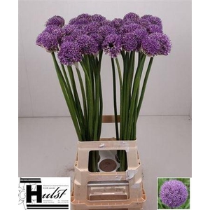 Allium Gladiator