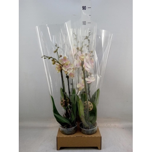 Phalaenopsis   ...orange