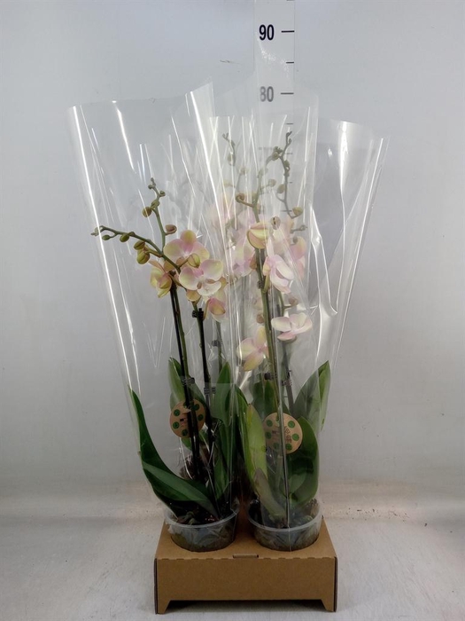 <h4>Phalaenopsis   ...orange</h4>