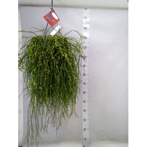 Rhipsalis burchellii