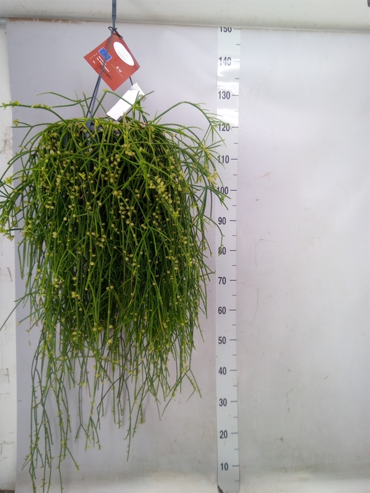 <h4>Rhipsalis burchellii</h4>