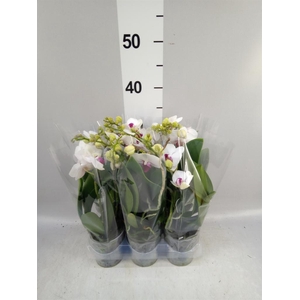 Phalaenopsis multi. 'FC Safe Haven'