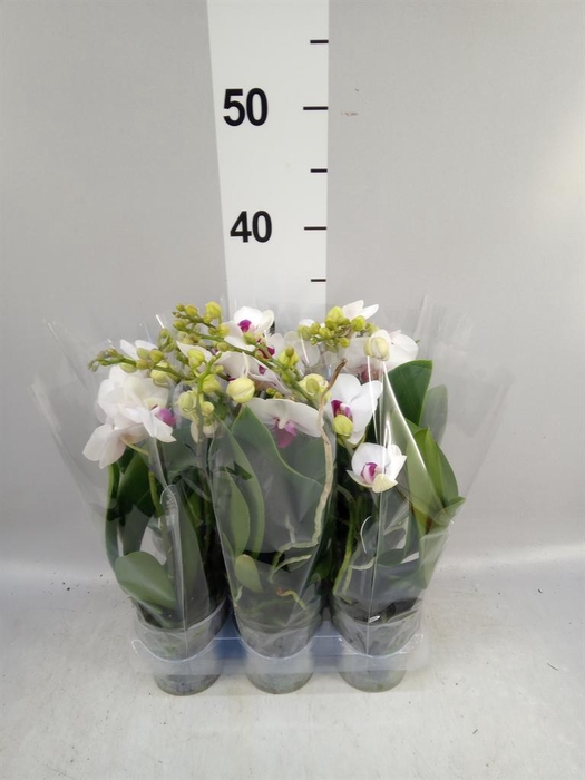 <h4>Phalaenopsis multi. 'FC Safe Haven'</h4>