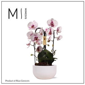 Phalaenopsis Arrangement Crown White Special 3 spike - 26cm in Saskia White | Mimesis