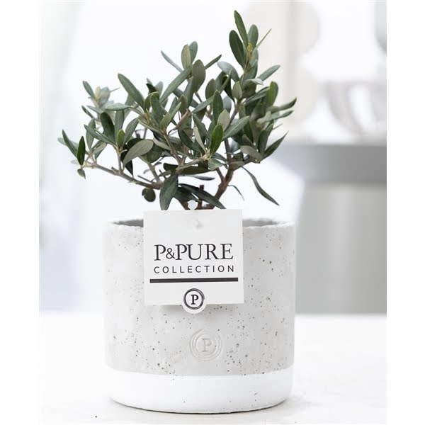 <h4>Olea Europaea in P&PURE Jade ceramics</h4>