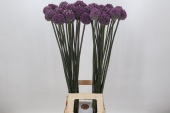 <h4>Allium Summer Drummer</h4>