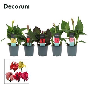 Canna Cannova Gem