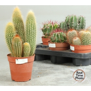 CACTUS OV