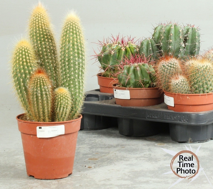 CACTUS OV