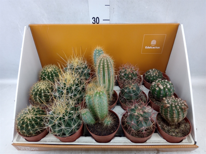 <h4>Cactus   ...</h4>