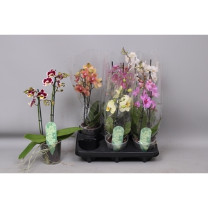 PHAL MF GEM 6 KL