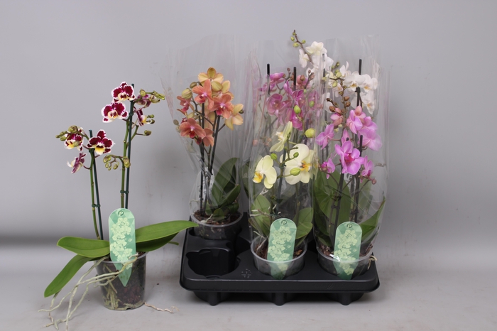 <h4>PHAL MF GEM 6 KL</h4>