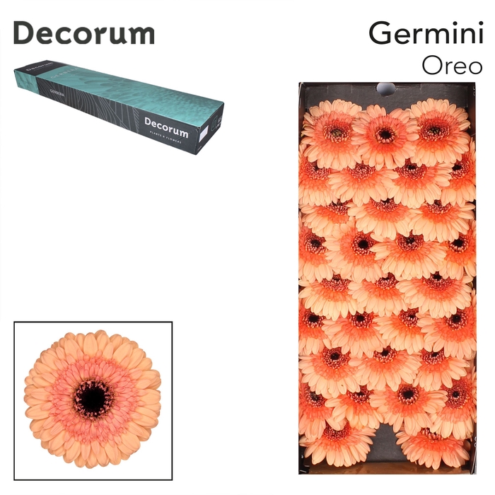<h4>GE MI OREO Doos x60</h4>