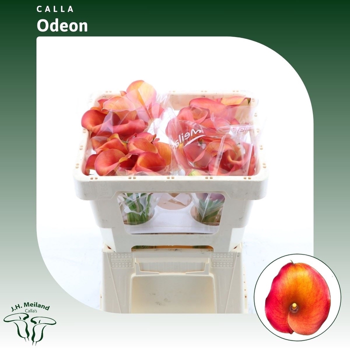 <h4>Calla Odeon</h4>
