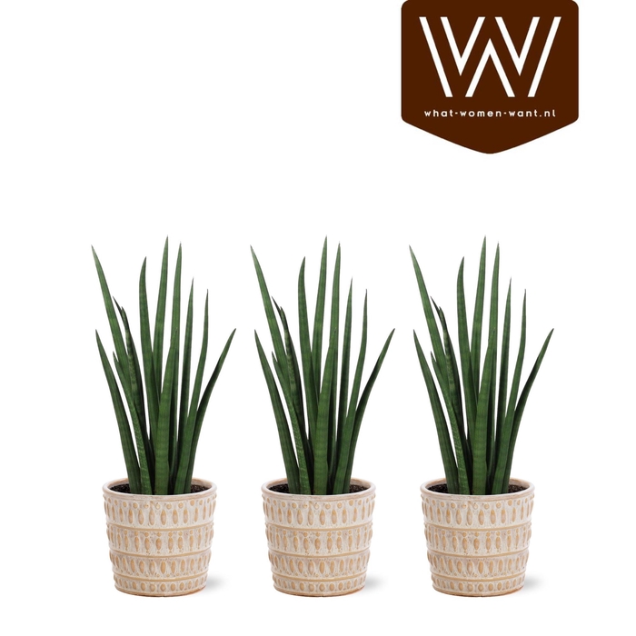 <h4>ARR SANSEVIERIA</h4>