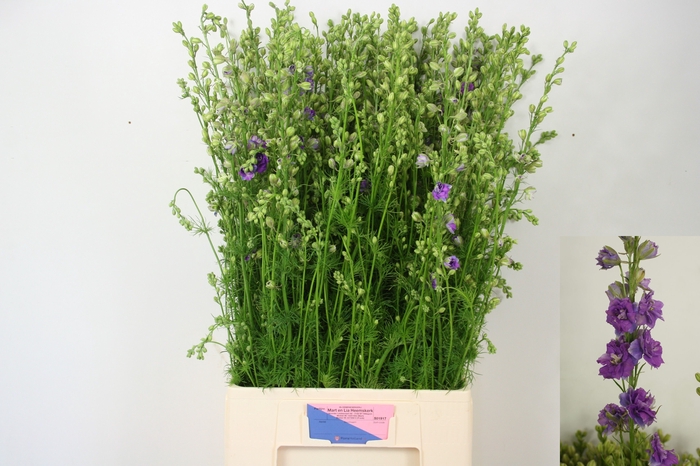 <h4>CONS R Q VIOLE LILAC</h4>