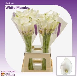 Calla White Mambo