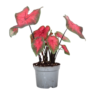 Caladium Postman Joyner