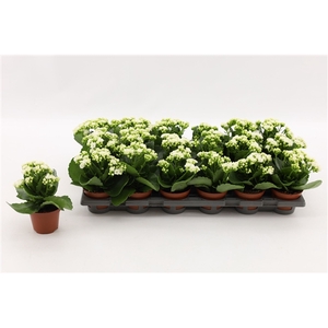 Kalanchoe Double White, without sleeve
