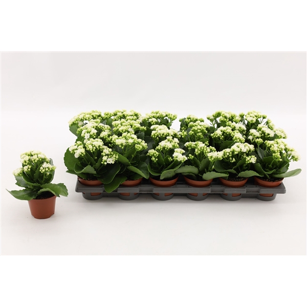 <h4>Kalanchoe Double White, without sleeve</h4>
