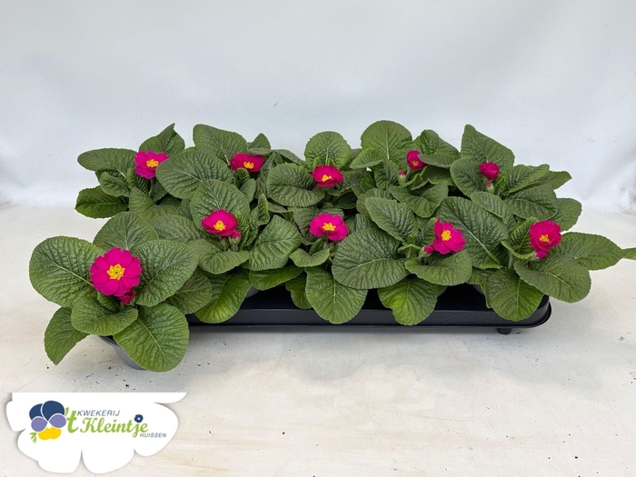 <h4>PRIM AC SAL ROSE</h4>