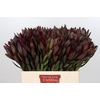 Leucadendron Saf Sunset Dark R.