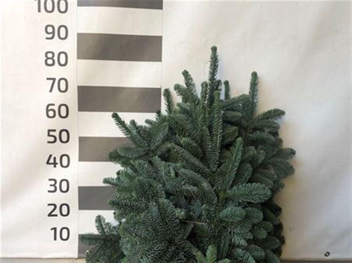 <h4>Abies Nob Blau Bs</h4>