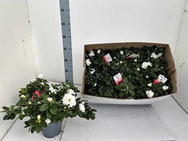 <h4>RHODO SI VOGEL GEM</h4>