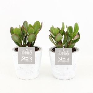 Crassula Ovata 10,5 in White Wash pot