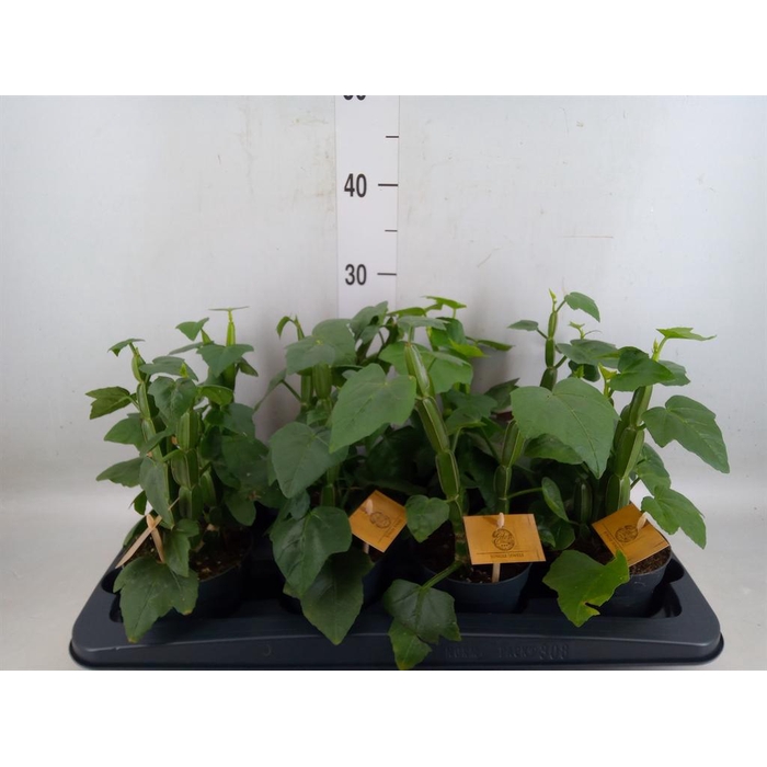 <h4>Cissus   ...</h4>