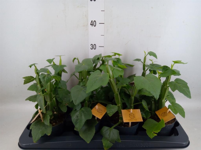 <h4>Cissus   ...</h4>