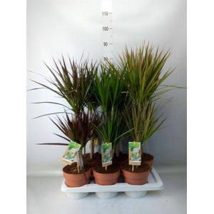 Dracaena   ...mix